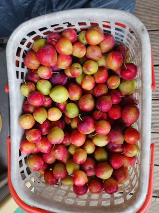 김시훈님의 자두 · 영농일지 작성글 사진