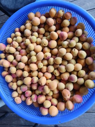 김시훈님의 자두 · 영농일지 작성글 사진