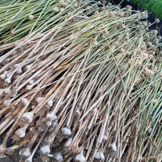 오색땅콩님의 마늘 · 영농일지 작성글 사진