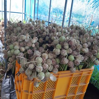 오색땅콩님의 마늘 · 영농일지 작성글 사진