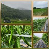 팜모닝 벼·영농일지 게시글 이미지