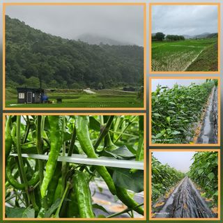 맹태임님의 벼 · 영농일지 작성글 사진