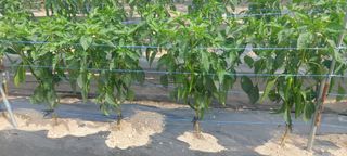 진이님의 고추 · 영농일지 작성글 사진