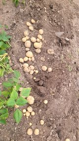 팜모닝 감자·영농일지 게시글 이미지