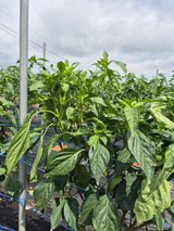 팜모닝 고추·병해충상담 게시글 이미지