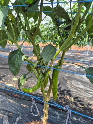 덕열님의 고추 · 병해충상담 작성글 사진