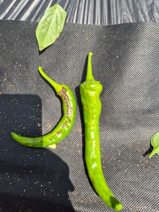 덕열님의 고추 · 병해충상담 작성글 사진