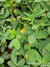 팜모닝 기타작물·병해충상담 게시글 이미지