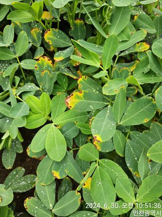 문서연님의 기타작물 · 병해충상담 작성글 사진