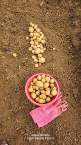 팜모닝 감자·영농일지 게시글 이미지