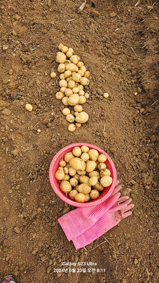 양경희님의 감자 · 영농일지 작성글 사진