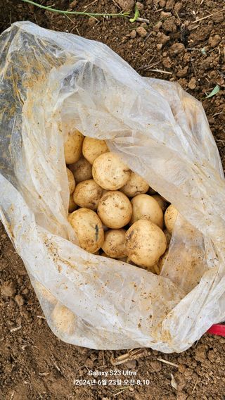 양경희님의 감자 · 영농일지 작성글 사진