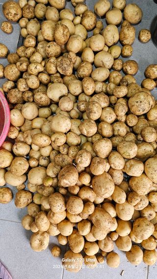 양경희님의 감자 · 영농일지 작성글 사진