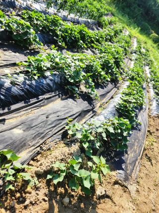 고영희님의 👩🏻‍🌾7월 농작업 계획 · 참여글 작성글 사진