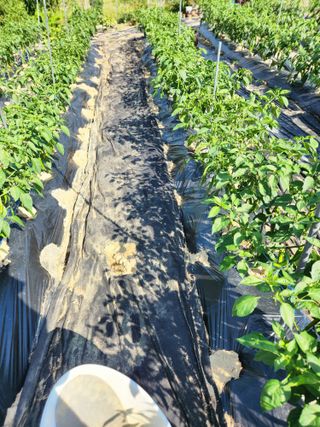 고영희님의 👩🏻‍🌾7월 농작업 계획 · 참여글 작성글 사진
