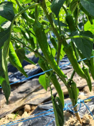 고영희님의 👩🏻‍🌾7월 농작업 계획 · 참여글 작성글 사진