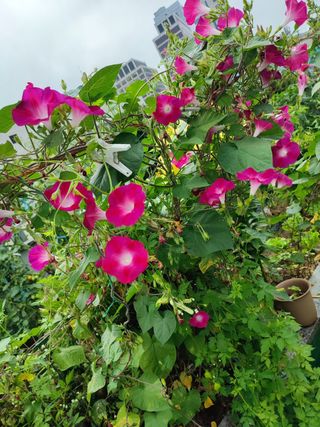 고영희님의 👩🏻‍🌾7월 농작업 계획 · 참여글 작성글 사진