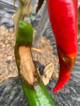 팜모닝 고추·병해충상담 게시글 이미지