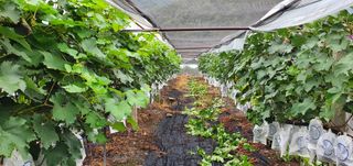 오늘도 즐거운 하루님의 팜모닝 · 출석 작성글 사진