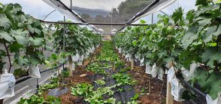 오늘도 즐거운 하루님의 팜모닝 · 출석 작성글 사진