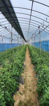 팜모닝 토마토·영농일지 게시글 이미지