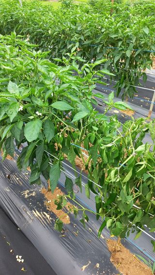 함선명님의 고추 · 병해충상담 작성글 사진