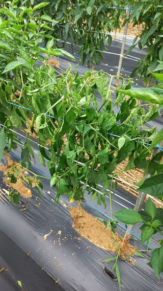 함선명님의 고추 · 병해충상담 작성글 사진