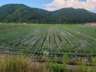 화양청정계곡농장님의 👩🏻‍🌾7월 농작업 계획 · 참여글 작성글 사진
