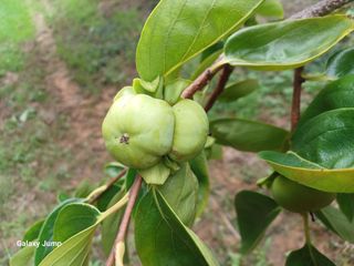 감나드리님의 감 · 영농일지 작성글 사진