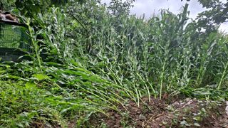 조용익(조용이세상)님의 자유주제 · 자유게시판 작성글 사진