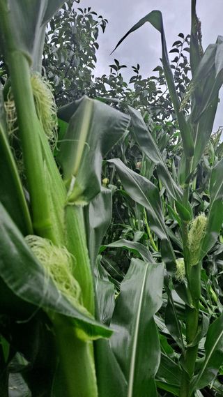 조용익(조용이세상)님의 자유주제 · 자유게시판 작성글 사진