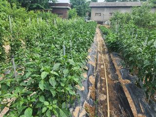 조용오님의 고추 · 영농일지 작성글 사진