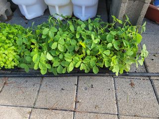 본트리님의 콩 · 영농일지 작성글 사진