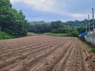 본트리님의 콩 · 영농일지 작성글 사진
