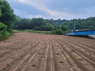 본트리님의 콩 · 영농일지 작성글 사진