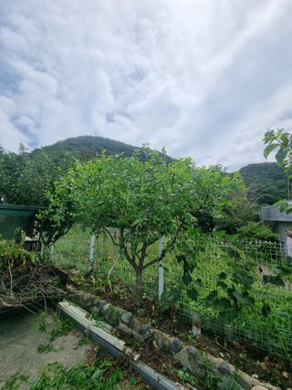 알 수 없음님의 농사, 무엇이든 물어보세요! · 참여글 작성글 사진