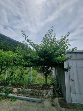 알 수 없음님의 농사, 무엇이든 물어보세요! · 참여글 작성글 사진