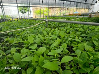 김선웅[포포나무]님의 👩🏻‍🌾7월 농작업 계획 · 참여글 작성글 사진