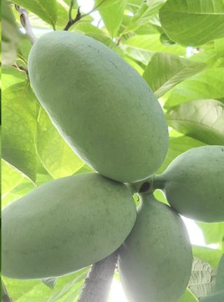 김선웅[포포나무]님의 👩🏻‍🌾7월 농작업 계획 · 참여글 작성글 사진