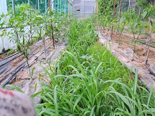 이상천님의 고추 · 영농일지 작성글 사진