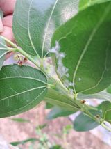 팜모닝 기타작물·영농일지 게시글 이미지