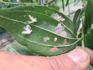 이상천님의 기타작물 · 영농일지 작성글 사진