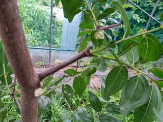 이상천님의 기타작물 · 영농일지 작성글 사진