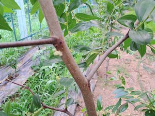 이상천님의 기타작물 · 영농일지 작성글 사진