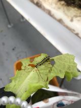 팜모닝 상추·병해충상담 게시글 이미지