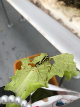 감21167님의 상추 · 병해충상담 작성글 사진