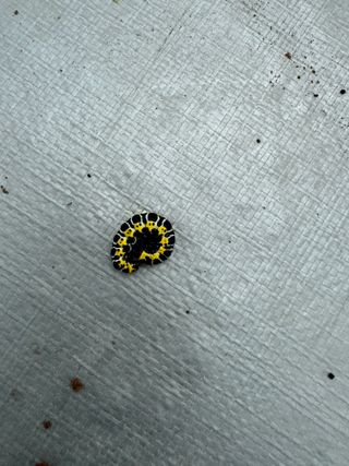 감21167님의 상추 · 병해충상담 작성글 사진