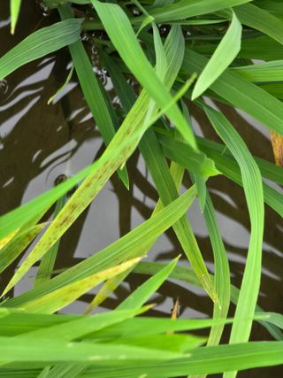 유종환님의 벼 · 병해충상담 작성글 사진