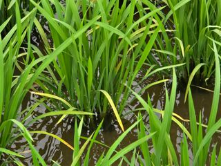 유종환님의 벼 · 병해충상담 작성글 사진