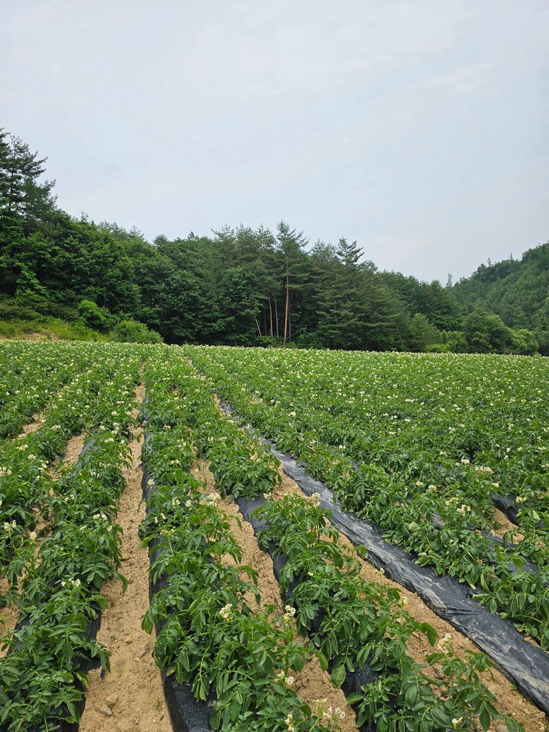 김웅래님의 장터 판매 상품 [강원도 강릉 햇감자 특 10kg] 첨부 사진